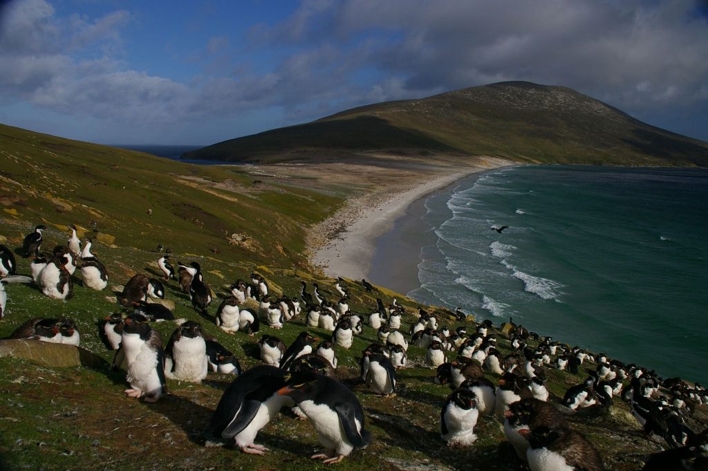 Penguins on the Falkland Islands. (Photo: Creative Commons)